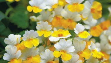 Sunsatia 'Banana' - piękna kuzynka nemezji dorasta do 30 cm wysokości. Uszczykiwana mocno się krzewi Sunsatia 'Banana' - piękna kuzynka nemezji dorasta do 30 cm wysokości. Uszczykiwana mocno się krzewi