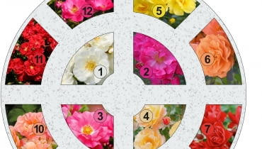 Rondo różanka 1 Rondo różanka 1