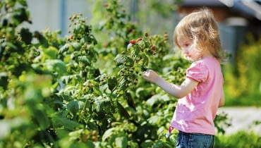 Choroby i szkodniki krzewów owocowych Choroby i szkodniki krzewów owocowych