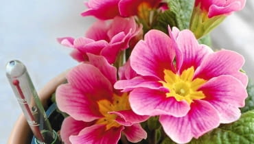 Metodą hydroponiczną możemy uprawiać zarówno gatunki kwitnące, jak i te o dekoracyjnych liściach Metodą hydroponiczną możemy uprawiać zarówno gatunki kwitnące, jak i te o dekoracyjnych liściach