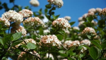 Kalina angielska (Viburnum ×carlcephalum). Kalina angielska (Viburnum ×carlcephalum).