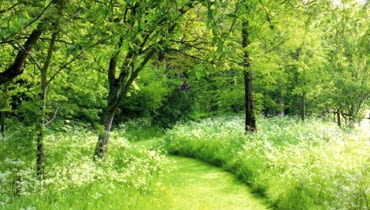 Ścieżki w leśnym ogrodzie. Tam gdzie jest więcej światła, można utrzymywać dziką łąkę, którą ścina się dwa razy w sezonie, strzygąc krótko kosiarką jedynie trakt spacerowy Ścieżki w leśnym ogrodzie. Tam gdzie jest więcej światła, można utrzymywać dziką łąkę, którą ścina się dwa razy w sezonie, strzygąc krótko kosiarką jedynie trakt spacerowy