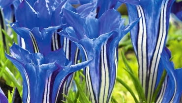 ODMIANA MIESZAŃCOWA 'BLUE SILK' ODMIANA MIESZAŃCOWA 'BLUE SILK'