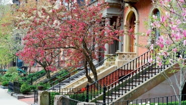 Boston, jedno z większych miast Stanów Zjednoczonych, wręcz tonie w zieleni. A za najbardziej eleganckie uchodzą dzielnice z ulicami obsadzonymi mnóstwem kwitnących drzew. Boston, jedno z większych miast Stanów Zjednoczonych, wręcz tonie w zieleni. A za najbardziej eleganckie uchodzą dzielnice z ulicami obsadzonymi mnóstwem kwitnących drzew.