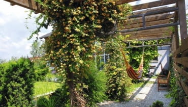 ogród, urządzamy ogród, projekt ogrodu OGROD , PERGOLA , WICIOKRZEW BROWNA ( LONICERA X BROWNII ) GOLDEN TRUMPET , KWIATYFOT. LILIANNA SOKOLOWSKAPUBLIKACJA OGRODY NR 3 (143) - 3 2011PUBLIKACJA OGRODY NUMER SPECJALNY 1/2012 - OGROD MARZEN - 5 2012