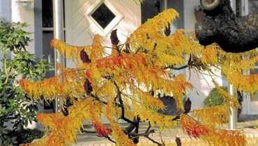 Odmiana 'Dissecta', inaczej 'Laciniata'. Zwana jest też strzępolistną ze względu na głęboko powcinane liście. Osiąga 2-3 m wysokości. Szeroko się rozrasta, pochylając pień i rozkładając gałęzie po ziemi. Na zdjęciu stary, mocno przycinany okaz w jesiennej szacie. ONE TIME USE ONLY DO JEDNORAZOWEGO UZYCIA JEZIORKO WODA STAW ZBIORNIK WODNY OCZKO WODNE WEJSCIE DO DOMU SUMAK OCTOWIEC RHUS TYPHINA DISECTA FOT. OASE PUBLIKACJA KWIETNIK NR 10 (130) - 10.2005 SLOWA KLUCZOWE: ROSLINY DRZEWA WODA OGRODY