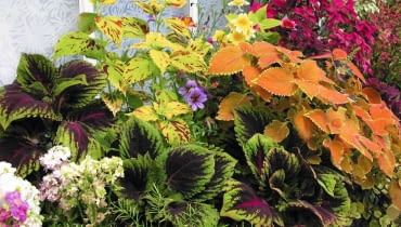 KOLEUSY mają tak barwne liście, że mogą tworzyć trzon balkonowej kompozycji. ROSLINY KOLEUSY FOT. KATARZYNA BELLINGHAM PUBLIKACJA KWIETNIK NR 6 (150) - 6 2007 SLOWA KLUCZOWE: ROSLINY