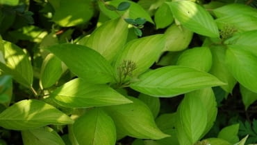 Dereń kanadyjski Dereń kanadyjski