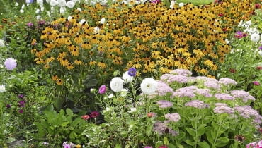 Typowo jesienny zestaw bylin tworzą rozchodnik okazały, rudbekia lśniąca 'Goldsturm', jednoroczna cynia i astry chińskie 29.08.2003 GORAJEC ZASTAWIE WOJEWODZTWO LUBELSKIE OGROD PRYWATNY WLASCICIEL JOANNA KWAPISZ WIEJSKI OGRODEK ROSLINY JEDNOROCZNE BYLINY DOM DREWNO ROZCHODNIK OKAZALY SEDUM SPECTABILE RUDBEKIA ASTER CYNIA ZINNIA FOT. PAWEL SLOMCZYNSKI AGENCJA GAZETA SLOWA KLUCZOWE: OGRODY ROSLINY