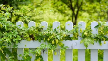 Chmiel zwyczajny może wspinać się na płoty, słupy a także drzewa i krzewy. W ciągu sezonu jego pędy przyrastają 4-6 m. Chmiel zwyczajny może wspinać się na płoty, słupy a także drzewa i krzewy. W ciągu sezonu jego pędy przyrastają 4-6 m.