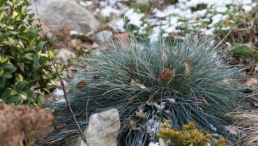 Kostrzewa (Festuca glauca Intense Blue). Trawy ozdobne piękne zimą Do JEDNOKROTNEJ PUBLIKACJI