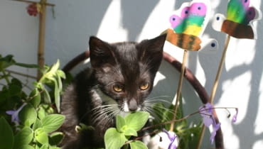 Kot na balkonie. Młode koty lubią wylegiwać się w donicach z kwiatami Kot na balkonie.