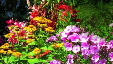 Kolorystyczne kompozycje na rabatach godne największych mistrzów pedzla: tu omany, lilie i floksy.