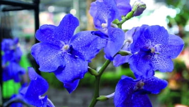 Storczyki dla każdego - wanda. Kwiaty doniczkowe