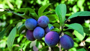 Zdrowa śliwa Zdrowa śliwa