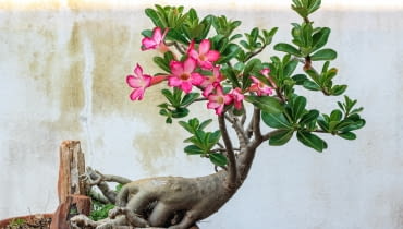 Adenium (Adenium) bonsai