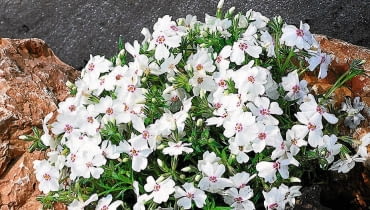 Floks 'Amazing Grace' Floks 'Amazing Grace'