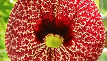 Z jednej strony chmary kłujących owadów, z drugiej - człowiek uzbrojony w nowoczesne środki, ale również wspierany skutecznie przez odwiecznych sprzymierzeńców w tej walce, czyli rośliny. Jesteśmy gotowi na lato. Aristolochia (kokornak). To egzotyczne pnącze z Brazylii zwabia owady do imponującego kielicha, po czym blokuje im wyjście. W ten sposób roślina jest zapylana. Z jednej strony chmary kłujących owadów, z drugiej - człowiek uzbrojony w nowoczesne środki, ale również wspierany skutecznie przez odwiecznych sprzymierzeńców w tej walce, czyli rośliny. Jesteśmy gotowi na lato. Aristolochia (kokornak). To egzotyczne pnącze z Brazylii zwabia owady do imponującego kielicha, po czym blokuje im wyjście. W ten sposób roślina jest zapylana.