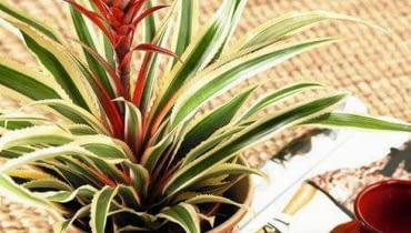 27.07.2006 WARSZAWA DLA KWIETNIIK SESJA ROSLINY DONICZKOWE OWOCOWE ROSLINA DONICZKOWA ANANAS FOT. LUKASZ ZANDECKI / AGENCJA GAZETA SLOWA KLUCZOWE: ROSLINY