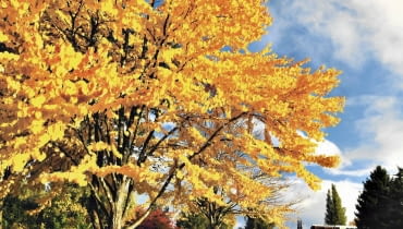 Grujeczniki słyną z pięknych jesiennych przebarwień liści na żółto, pomarańczowo, łososiowo lub czerwono.