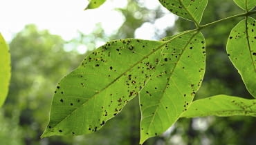 Antraknoza orzecha włoskiego Antraknoza orzecha włoskiego