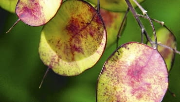 miesiącznica Samenstand des einj hrigen Silberblatts (Lunaria annua) SLOWA KLUCZOWE: Close-up einj hrig Garten Lunaria annua Pflanzen Samenstand Silberblatt Hochformat