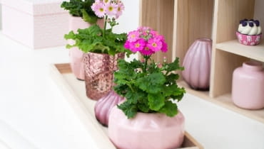 Pierwiosnki Pierwiosnki