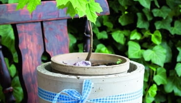 Klon pospolity w doniczce można formować cięciem (lepiej nie używać środków skarlających bo są szkodliwe dla ludzi).