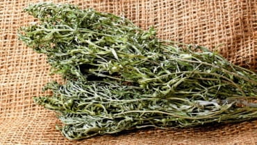 Odwar z piołunu możemy przygotować z jego świeżych liści i pędów albo z suszonych. Odwar z piołunu możemy przygotować z jego świeżych liści i pędów albo z suszonych.