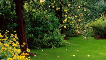 Owoce, które opadają, stają się własnością tego, na czyj grunt spadły. OGROD , JABLON