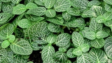 Fitonia Fittonia albivenis to odmiana karlowa M Encyklopedia roślin: Fitonia Fittonia albivenis to odmiana karlowa M