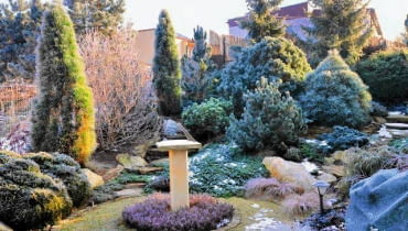 s Frosted winter garden SLOWA KLUCZOWE: Frosted picea pinus frosted lawn winter garden frosty frosted plants frosted picea shrubs winter snow trees in winter frosted trees