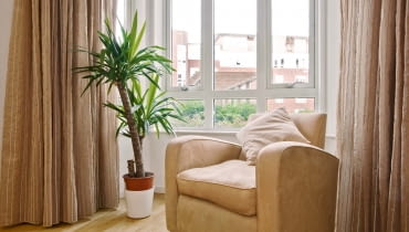 Juki rosną okazale tylko w miejscach dobrze oświetlonych. Juki rosną okazale tylko w miejscach dobrze oświetlonych.