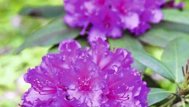 Aby różanecznik tak ładnie zakwitł, jego pąki muszą zdrowo przezimować.