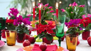 Cyklameny, poinsecje, azalie i grudniki razem mogą tworzyć świąteczny wystrój domu, ale pielęgnować je trzeba inaczej. Cyklameny, poinsecje, azalie i grudniki razem mogą tworzyć świąteczny wystrój domu, ale pielęgnować je trzeba inaczej.