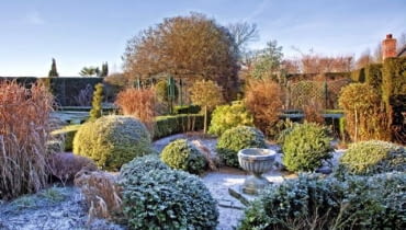 Shaped buxus hedging with mature shrubs and trees in frost and winter sunshine at at Wilkins Pleck, NGS, Whitmore, Staffordshire
