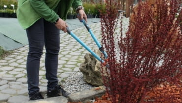 Wiosenne przycinanie krzewów ozdobnych Wiosenne przycinanie krzewów ozdobnych