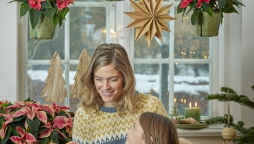 Poinsecje dodają blasku świątecznym tradycjom Poinsecje dodają blasku świątecznym tradycjom