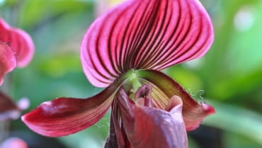 Sabotek Saphiopedilum