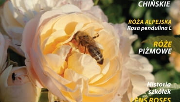Róże Róże
