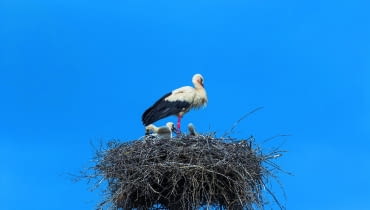 Dorosłe bociany białe mogą wyrzucić pisklę z gniazda, gdy uznają je za chore. v