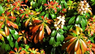 Ozdobą tych zimozielonych krzewów jest również zmienna barwa liści - na zdjęciu młode przyrosty jednej z odmian pierisa.