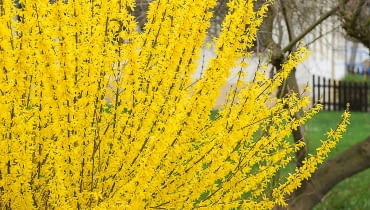 Forsycja. DAKH4H Common forsythia (Forsythia x intermedia 'Lynwood', Forsythia x intermedia Lynwood), cultivar Lynwood
