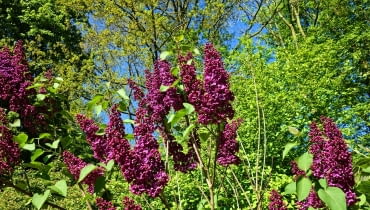 Rośliny odporne na suszę Rośliny odporne na suszę