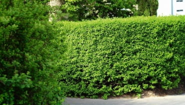 Najpopularniejszym materiałem na zywopłoty jest ligustr. Daje się śweitnie ciąć. Można z niego wyprowadzić nawet 3-metrowy żywopłot. Sadzonki rozmieszcamy w ilośći 4-5 na 1 m. UWAGA ! DO JEDNORAZOWEJ PUBLIKACJI OGROD , LIGUSTR - KRZEW LISCIASTY , ZYWOPLOT FOT. ANNA KULIKOWSKA PUBLIKACJA OGRODY NR 5 (145) - 5 2011 SLOWA KLUCZOWE: ROSLINA KRZEW OGROD ZDJĘCIE DO WKŁADKI: PUBLIKACJA OGRODY NR 5 (145) - CZASOPISMA