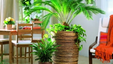 Ten sagowiec jest młody - świadczy o tym krótka kłodzina. U jego stóp rośnie epipremnum, obok stoi kalatea.