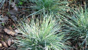 Kostrzewa ametystowa (Festuca ametissima) Ta trawa z fryzurą 'na jeża' przez cały rok zachwyca niebieskawym kolorem liści. Tworzy kępki o wysokości 20-25 cm. Lubi słoneczne miejsca. Kostrzewa ametystowa (Festuca ametissima) Ta trawa z fryzurą 'na jeża' przez cały rok zachwyca niebieskawym kolorem liści. Tworzy kępki o wysokości 20-25 cm. Lubi słoneczne miejsca.