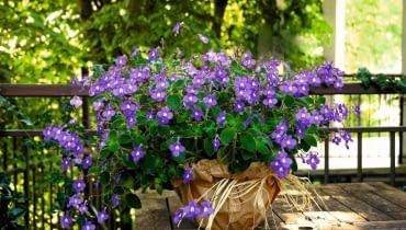 Takie dorodne skrętniki 'Blue Fountain' pojawiają się w kwiaciarniach na początku lata. Na cienistym balkonie kwitną i kwitną... Wystarczy czasem podlać je roztworem nawozu. fot.Ewa Narkiewicz