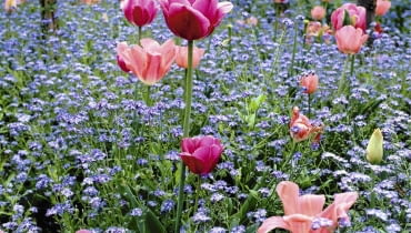 Niezapominajka leśna (Myosotis sylvatica) po 2 latach zamiera. Na wilgotnych glebach co roku sama się rozsiewa, tworząc malownicze łany Tulips and Forget-me-not's at Monet's Garden at Giverny SLOWA KLUCZOWE: Blume Farbe Frankreich Fr´hling Myosotis Tulpe Tulpen Vergi?meinnicht blau cerise cottage garden pink rosa tulipa quadratisch