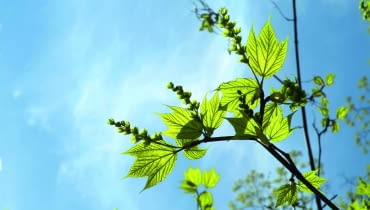 wiosna: Klon pensylwański ma charakterystyczne liście o dwóch głębokich wcięciach. Wraz z liśćmi rozwijają się długie zielone kwiatostany.